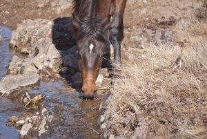 Hest som drikker fra bekk