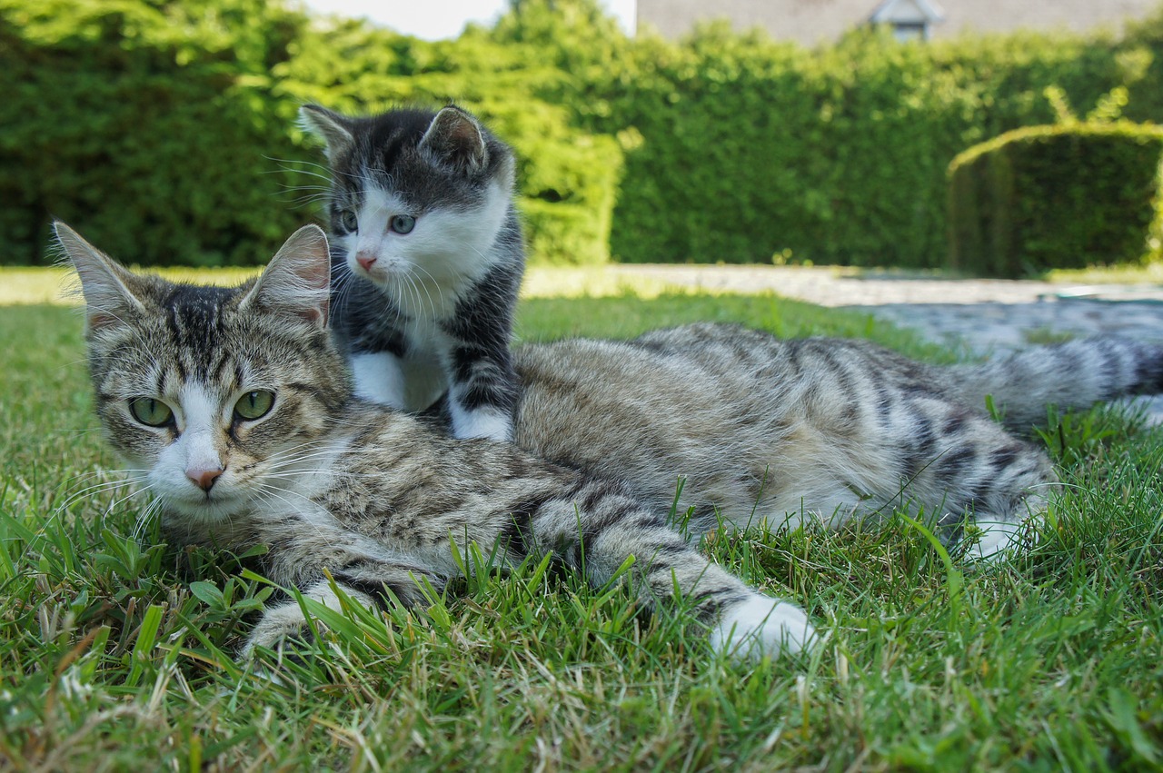 Kattunge med mor