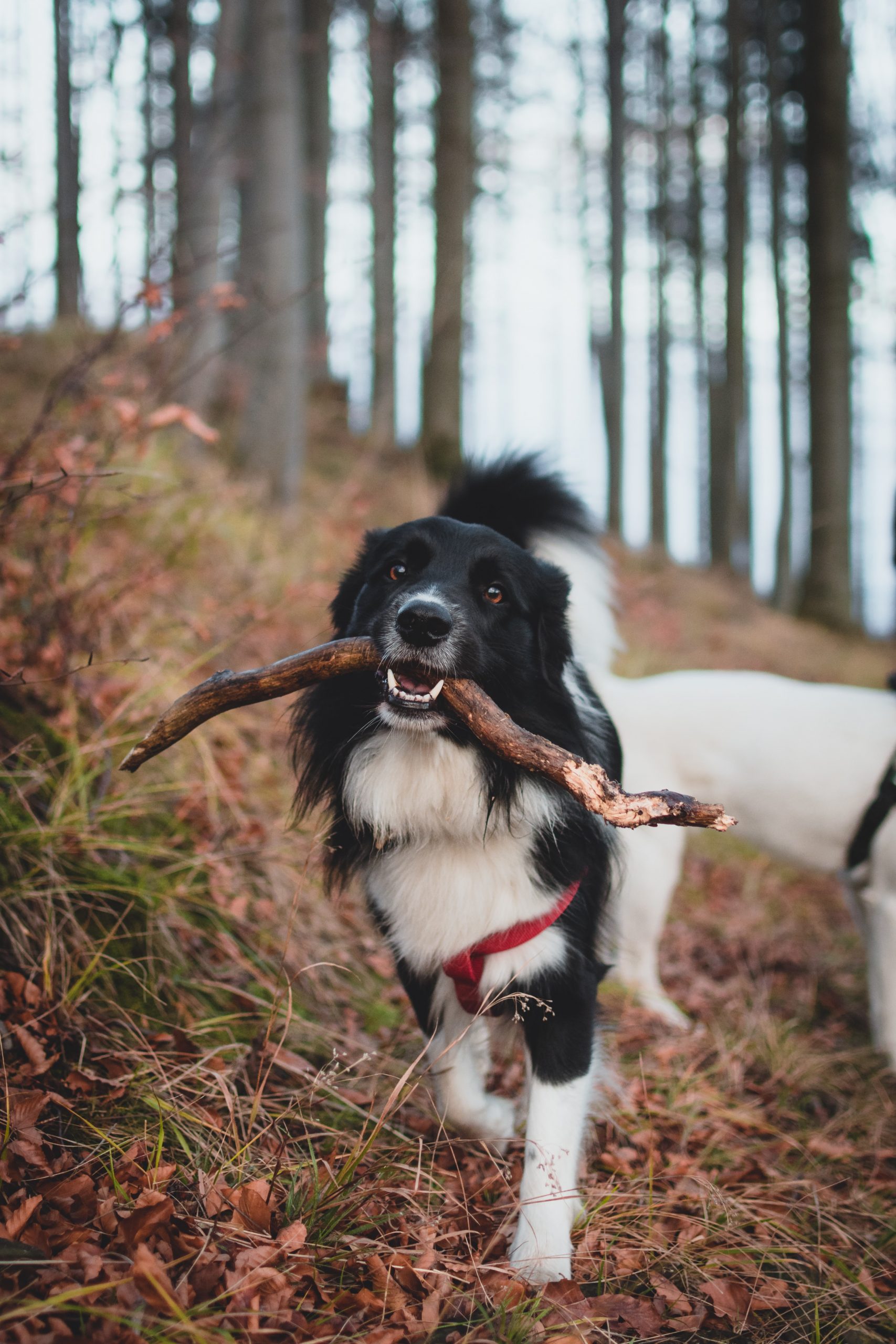 Hund som bærer pinne