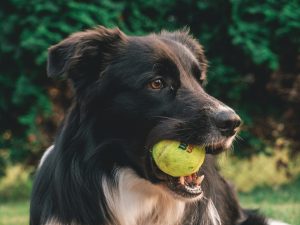 Hundeleker.  Bildet viser en sort hund med ball i munnen.